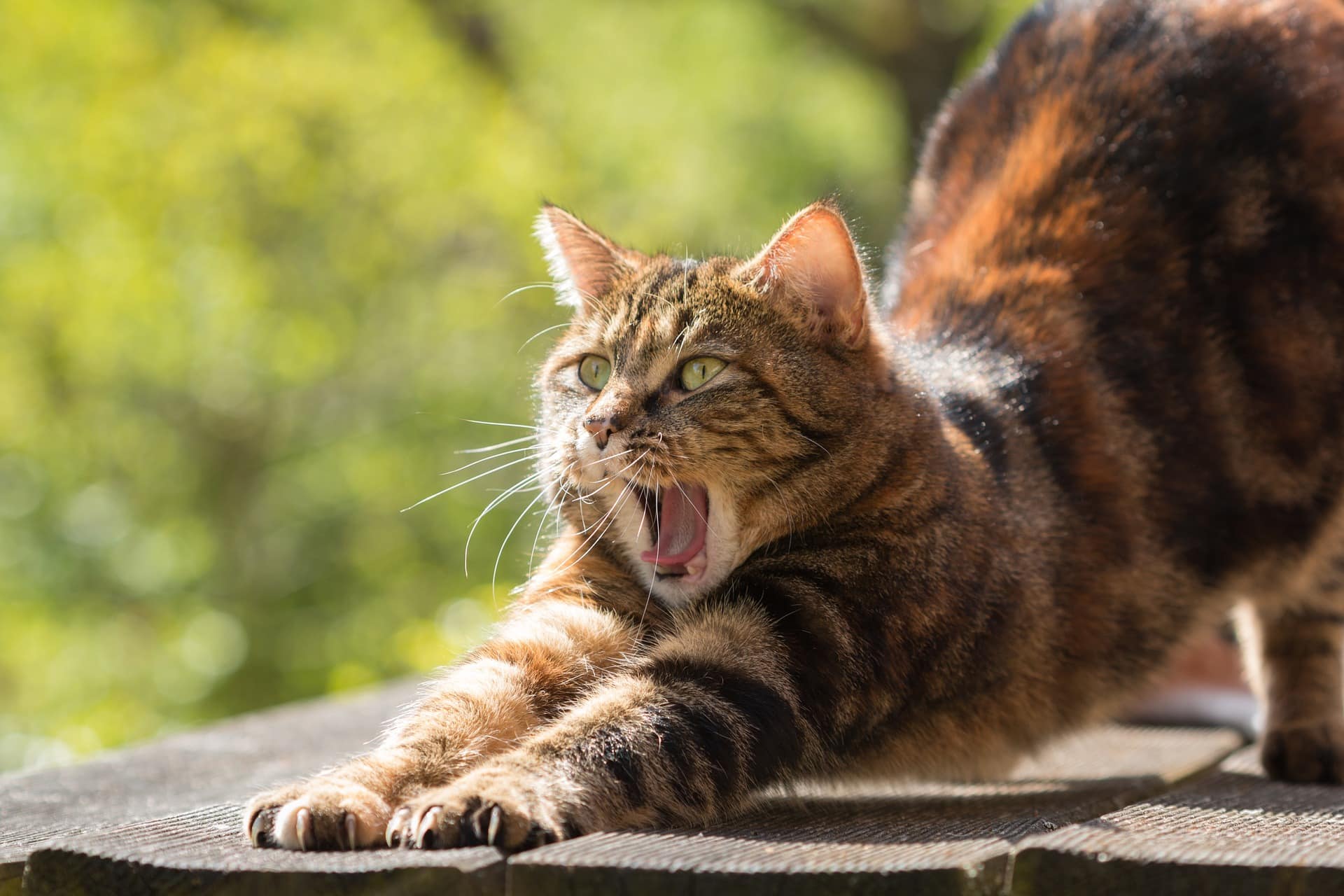 gatto che sbadiglia