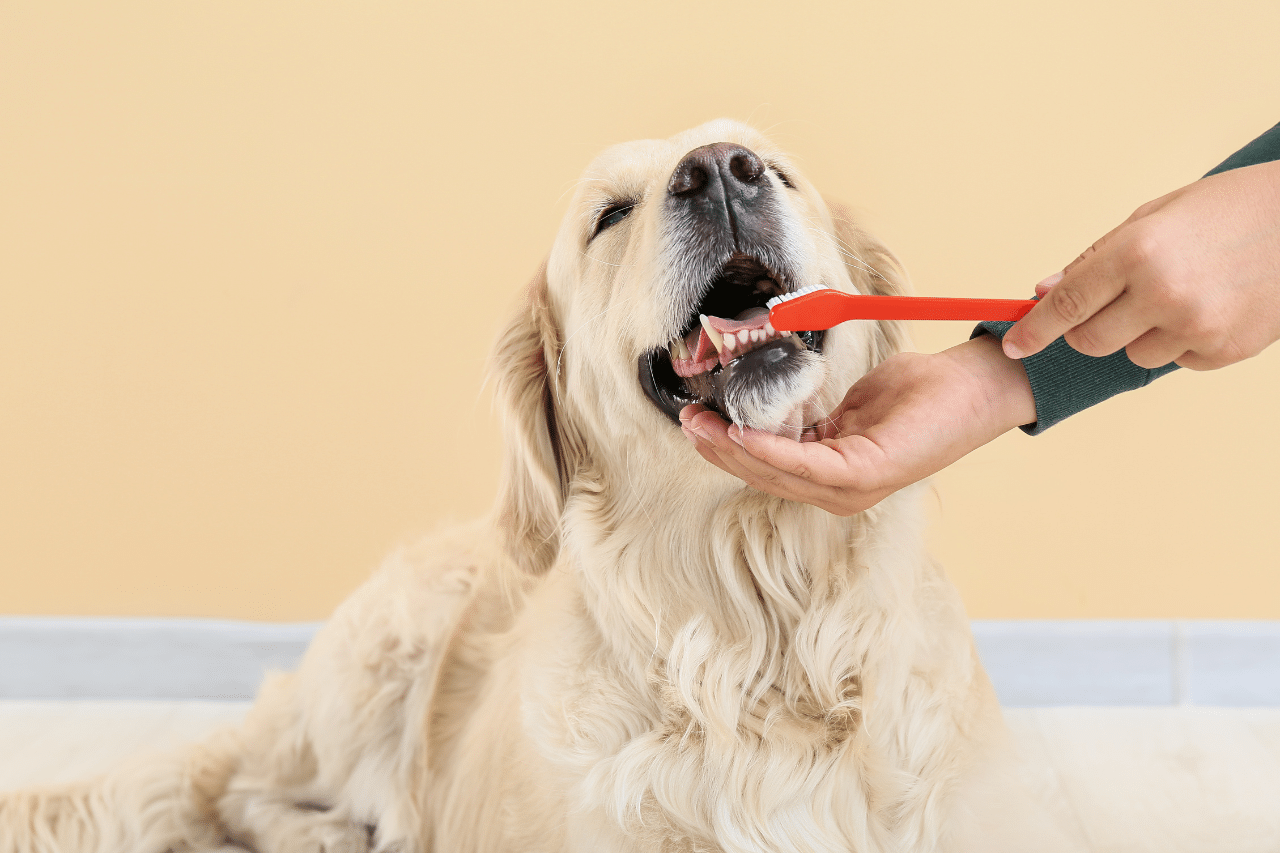 pulizia denti cane